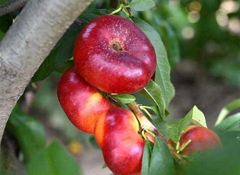 https://shp.aradbranding.com/خرید و قیمت میوه شلیل انجیری + فروش صادراتی